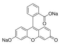 荧光素钠，BS 